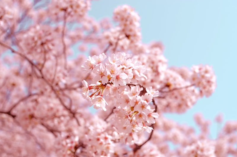 日本樱花——EAC竞赛期间的独特风景